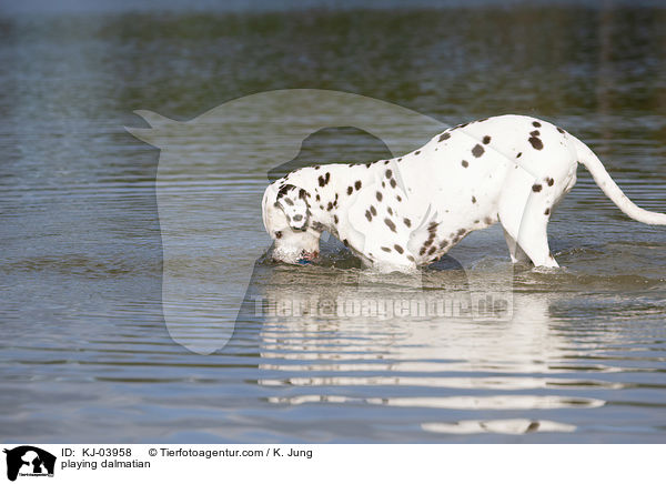 spielender Dalmatiner / playing dalmatian / KJ-03958