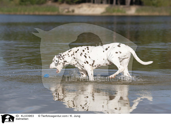 Dalmatiner / dalmatian / KJ-03963