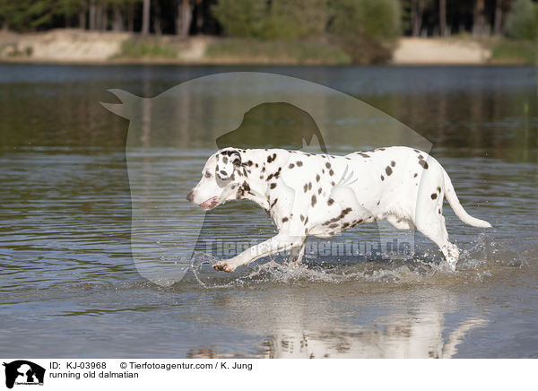 rennender alter Dalmatiner / running old dalmatian / KJ-03968