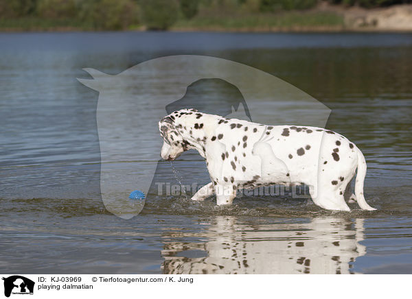 spielender Dalmatiner / playing dalmatian / KJ-03969