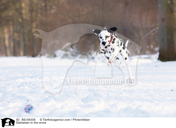 Dalmatiner im Schnee / Dalmatian in the snow / BS-08308