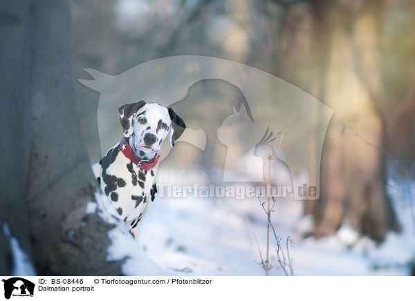 Dalmatiner Portrait / Dalmatian portrait / BS-08446