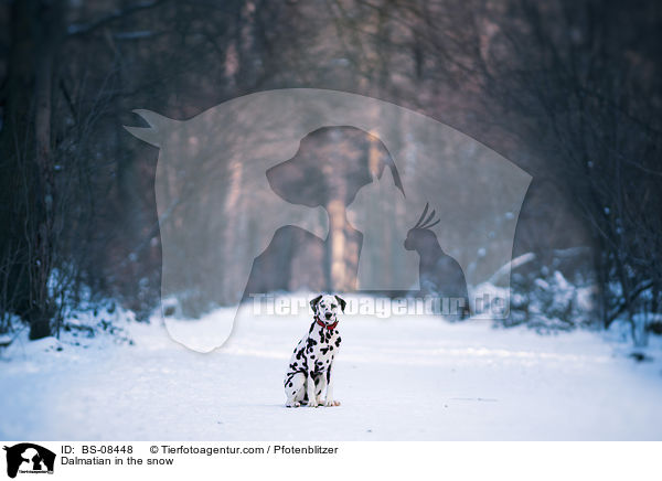 Dalmatiner im Schnee / Dalmatian in the snow / BS-08448