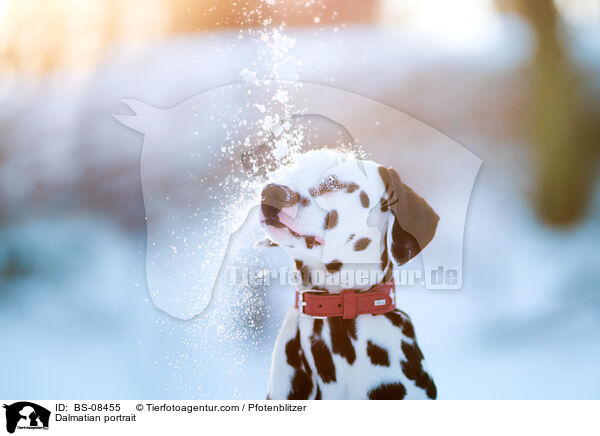 Dalmatian portrait / BS-08455