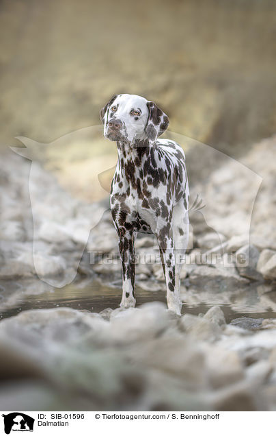 Dalmatiner / Dalmatian / SIB-01596