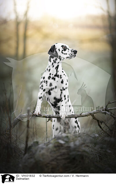 Dalmatiner / Dalmatian / VH-01832