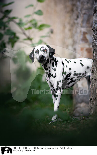 stehender Dalmatiner / standing Dalmatian / JEB-01027