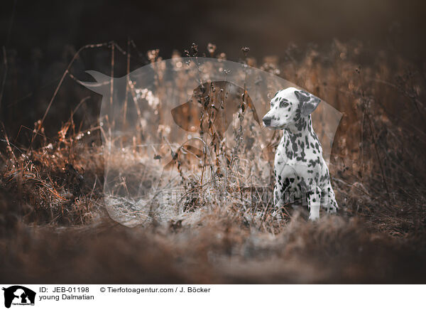 junger Dalmatiner / young Dalmatian / JEB-01198