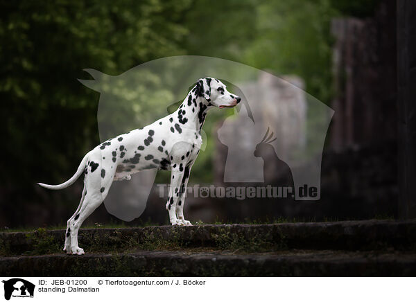 stehender Dalmatiner / standing Dalmatian / JEB-01200