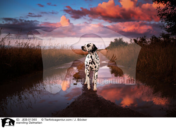 stehender Dalmatiner / standing Dalmatian / JEB-01360