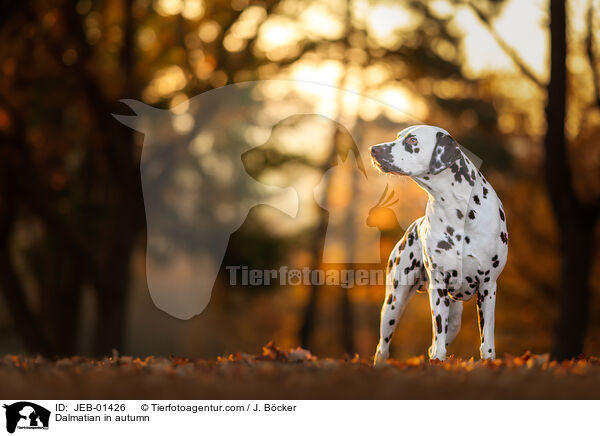 Dalmatiner im Herbst / Dalmatian in autumn / JEB-01426