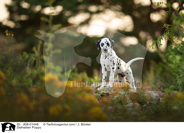 Dalmatiner Welpe / Dalmatian Puppy / JEB-01448