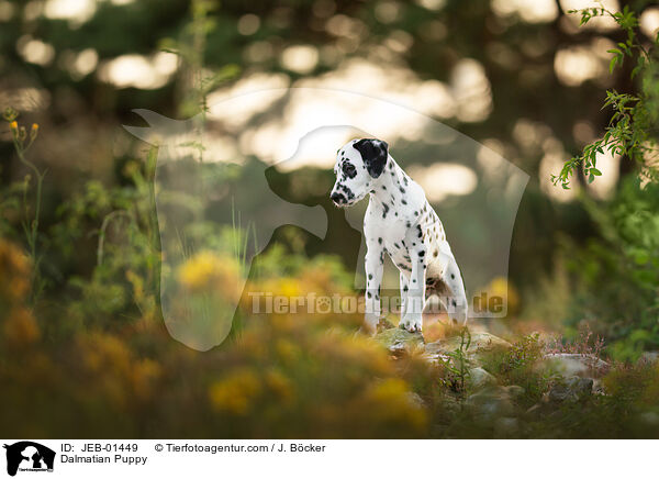 Dalmatiner Welpe / Dalmatian Puppy / JEB-01449