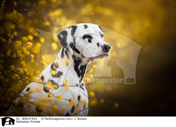 Dalmatiner Portrait / Dalmatian Portrait / JEB-01453