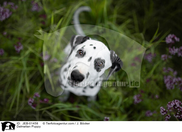 Dalmatiner Welpe / Dalmatian Puppy / JEB-01458