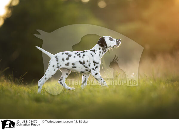 Dalmatiner Welpe / Dalmatian Puppy / JEB-01472