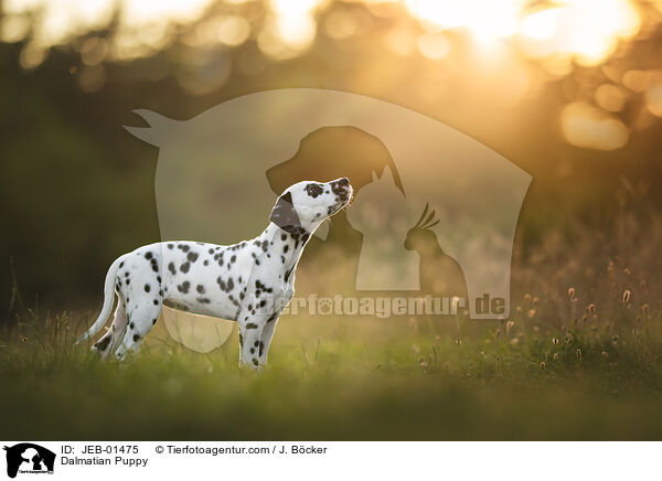 Dalmatiner Welpe / Dalmatian Puppy / JEB-01475