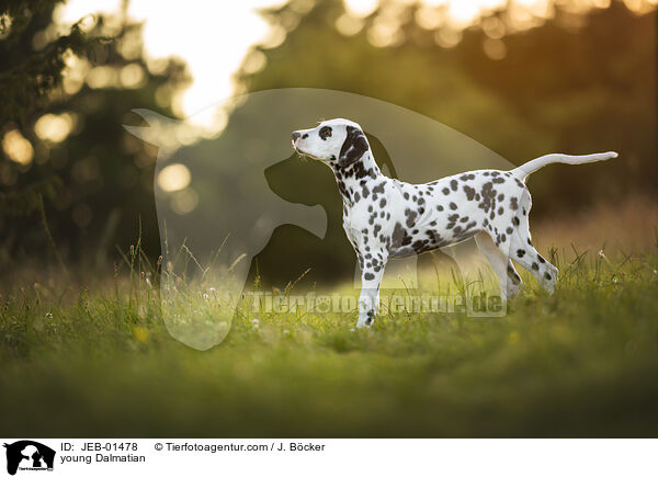 junger Dalmatiner / young Dalmatian / JEB-01478