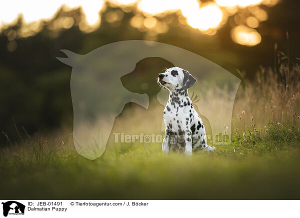 Dalmatiner Welpe / Dalmatian Puppy / JEB-01491