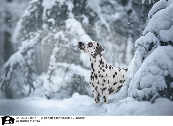 Dalmatiner im Schnee / Dalmatian in snow / JEB-01547