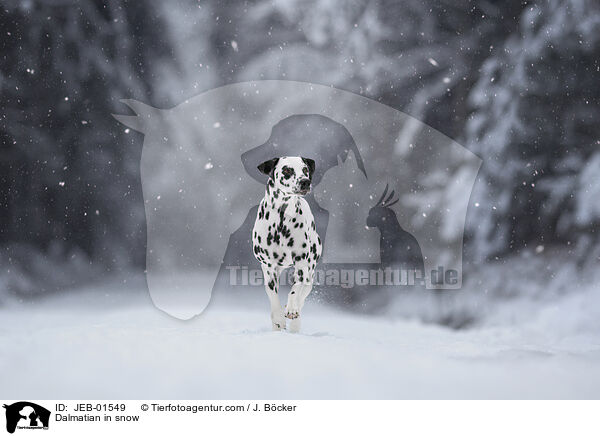 Dalmatiner im Schnee / Dalmatian in snow / JEB-01549