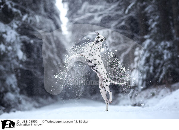 Dalmatiner im Schnee / Dalmatian in snow / JEB-01550