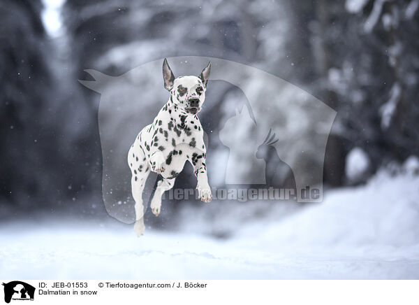 Dalmatiner im Schnee / Dalmatian in snow / JEB-01553