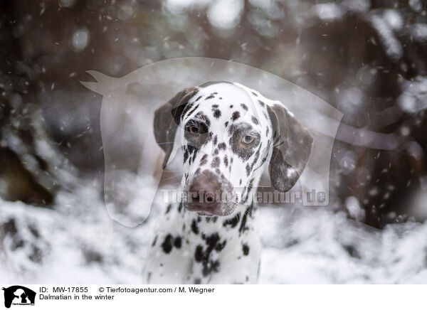 Dalmatiner im Winter / Dalmatian in the winter / MW-17855