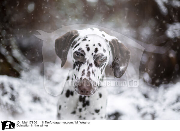 Dalmatiner im Winter / Dalmatian in the winter / MW-17856