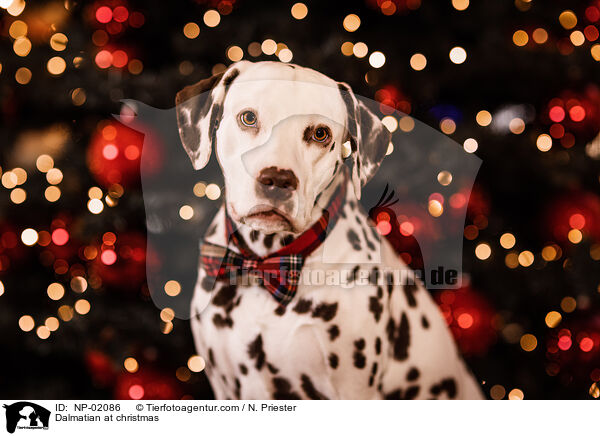 Dalmatiner an Weihnachten / Dalmatian at christmas / NP-02086