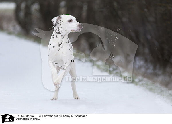 Dalmatiner im Schnee / Dalmatian in snow / NS-06352
