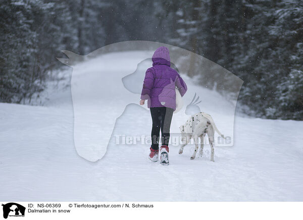 Dalmatiner im Schnee / Dalmatian in snow / NS-06369