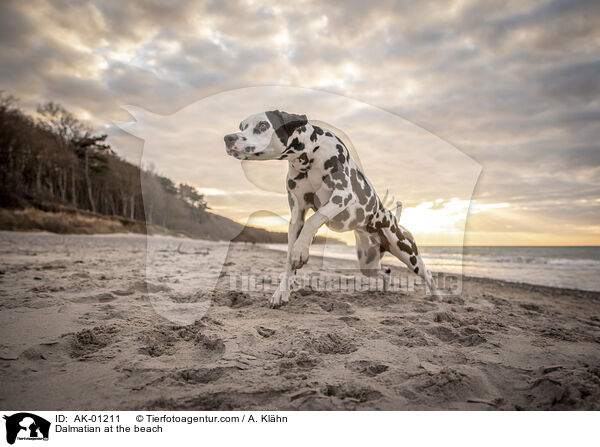 Dalmatiner am Strand / Dalmatian at the beach / AK-01211