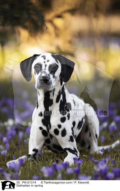 Dalmatian in spring / PK-01314