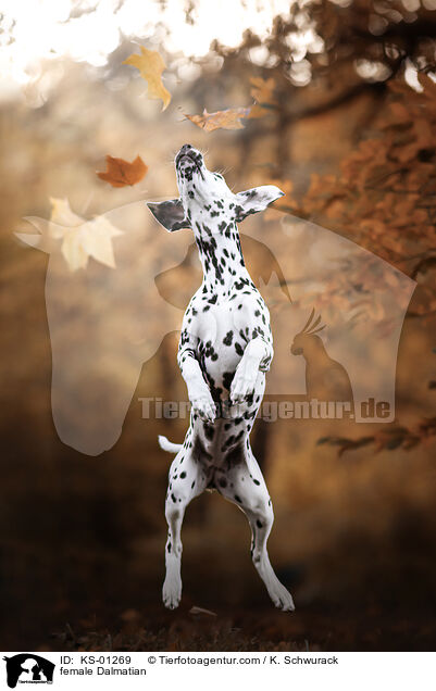 Dalmatiner Hndin / female Dalmatian / KS-01269