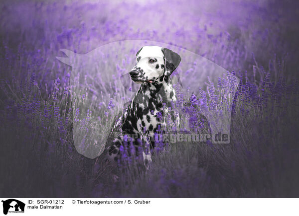 Dalmatiner Rde / male Dalmatian / SGR-01212