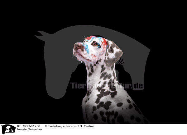 Dalmatiner Hndin / female Dalmatian / SGR-01258