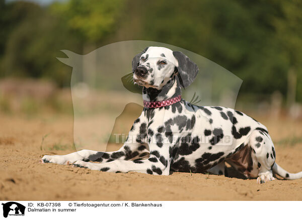 Dalmatiner im Sommer / Dalmatian in summer / KB-07398