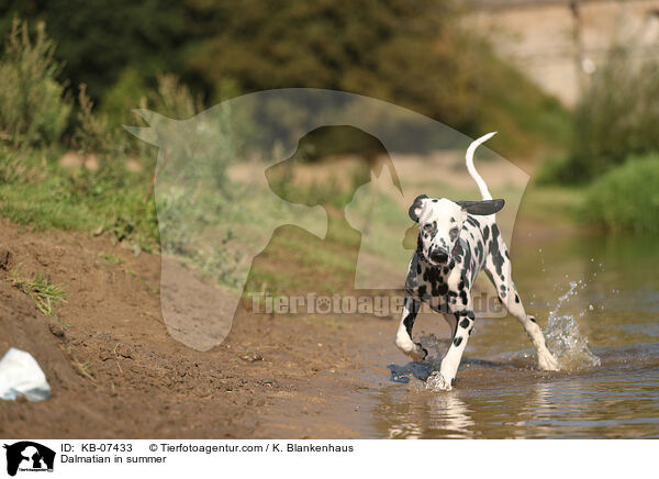Dalmatiner im Sommer / Dalmatian in summer / KB-07433
