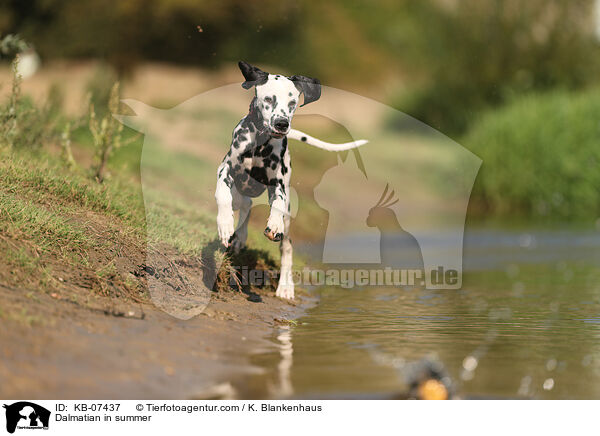 Dalmatiner im Sommer / Dalmatian in summer / KB-07437