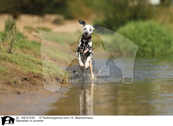 Dalmatiner im Sommer / Dalmatian in summer / KB-07445