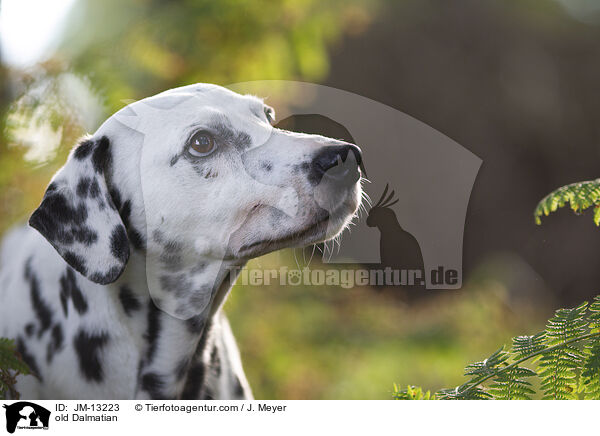 alter Dalmatiner / old Dalmatian / JM-13223