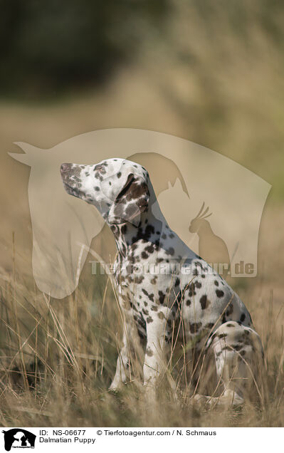 Dalmatiner Welpe / Dalmatian Puppy / NS-06677