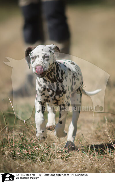 Dalmatiner Welpe / Dalmatian Puppy / NS-06678