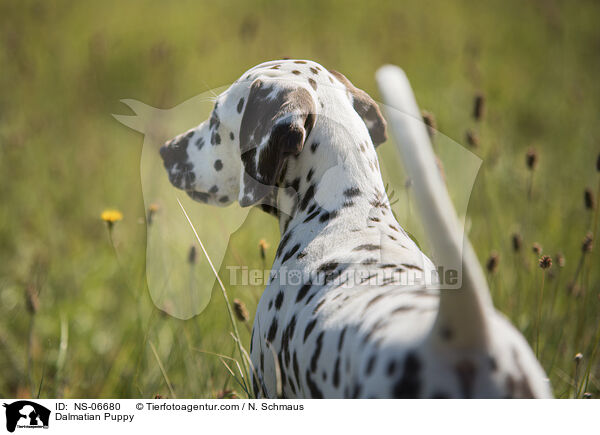 Dalmatiner Welpe / Dalmatian Puppy / NS-06680