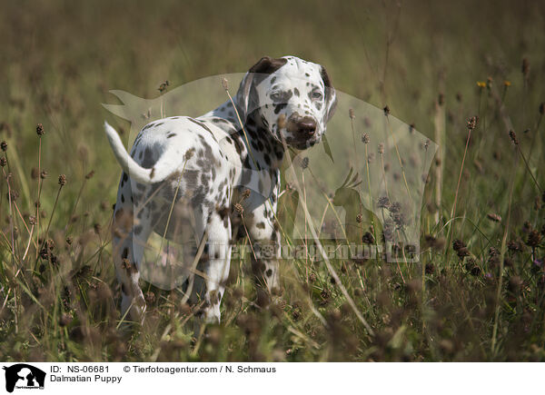 Dalmatiner Welpe / Dalmatian Puppy / NS-06681