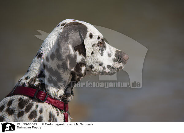 Dalmatiner Welpe / Dalmatian Puppy / NS-06683