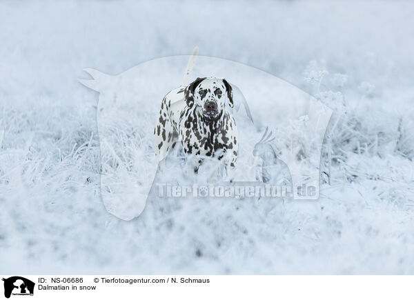 Dalmatiner im Schnee / Dalmatian in snow / NS-06686