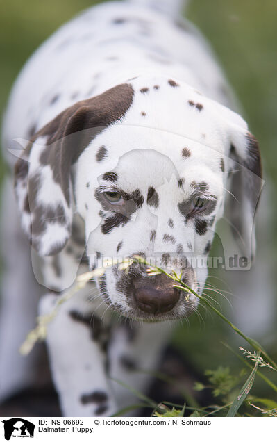 Dalmatian Puppy / NS-06692
