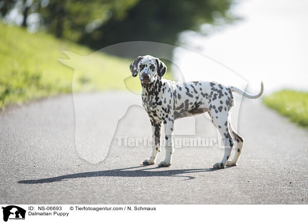 Dalmatiner Welpe / Dalmatian Puppy / NS-06693